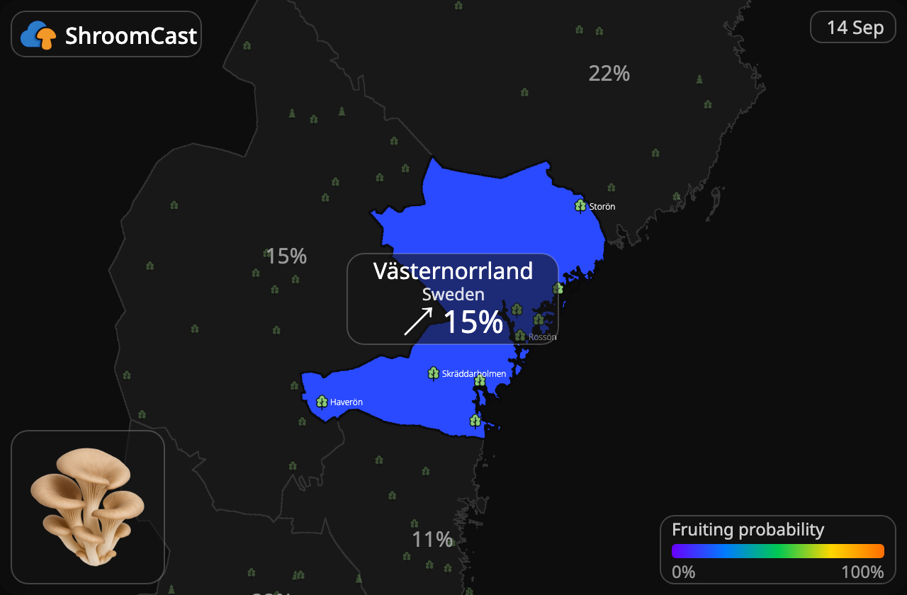 Ostronskivling Västernorrland