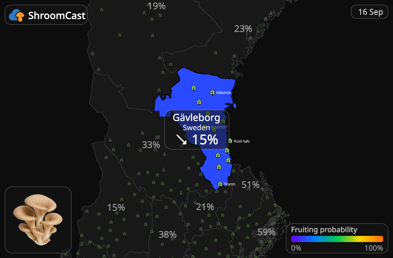 Boczniak Gävleborg