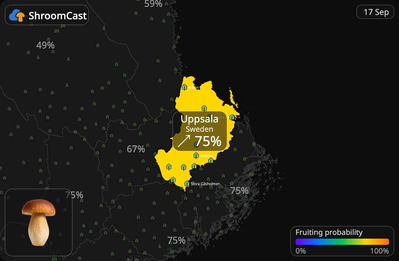Prawdziwek Uppsala