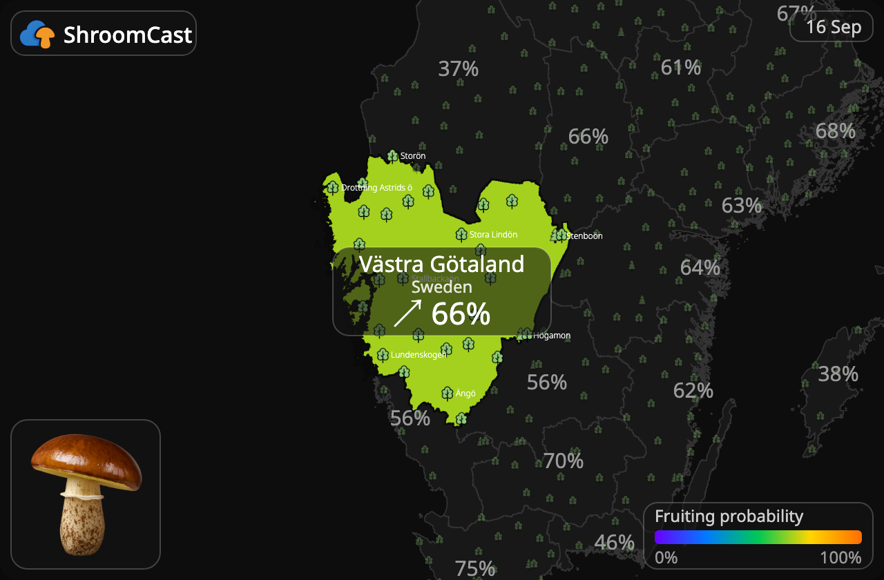 Maślak Västra Götaland