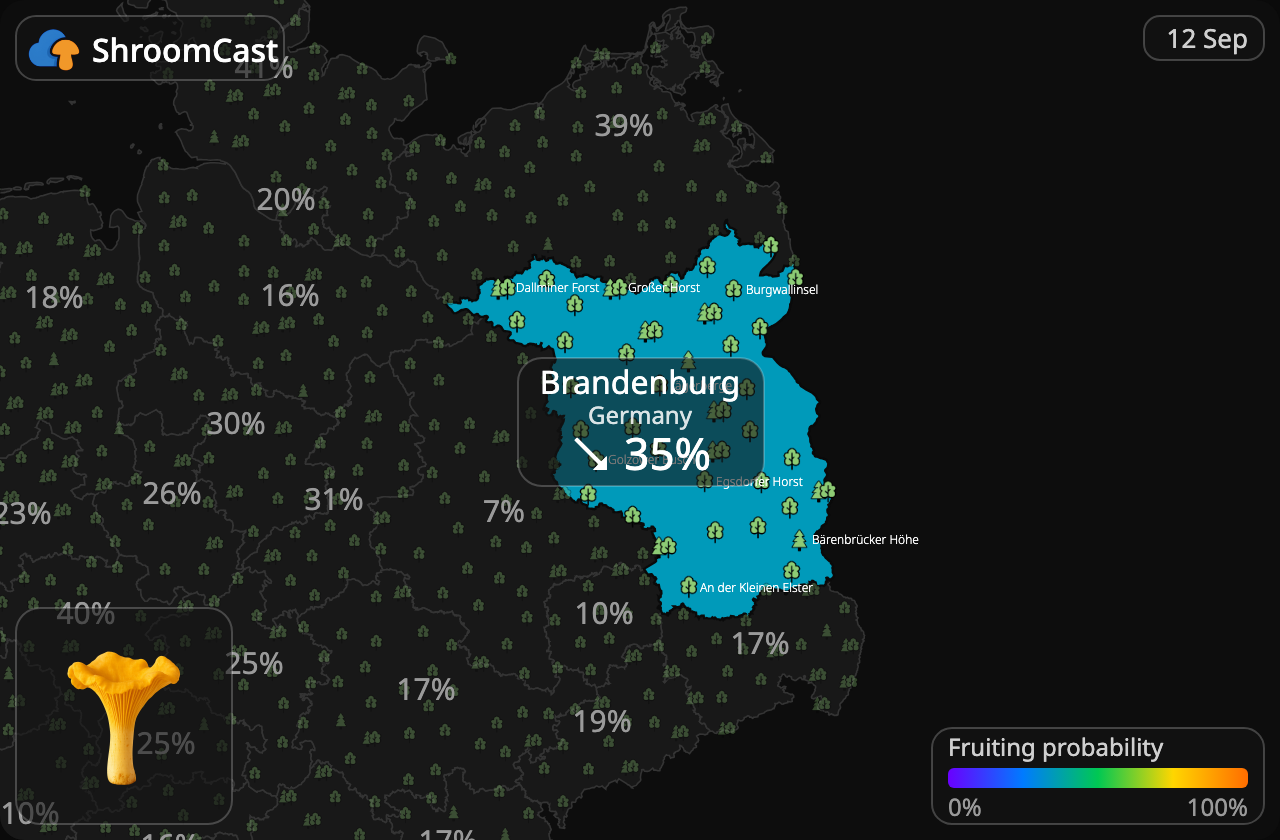 Finferlo Brandenburg