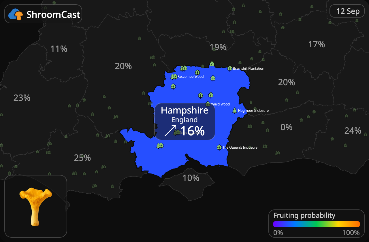 Finferlo Hampshire