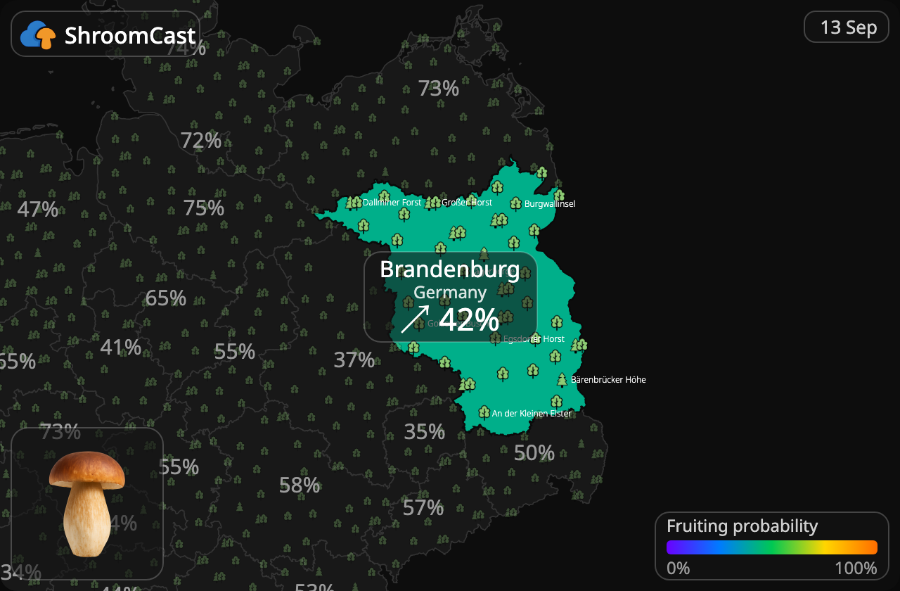 Білий гриб Brandenburg