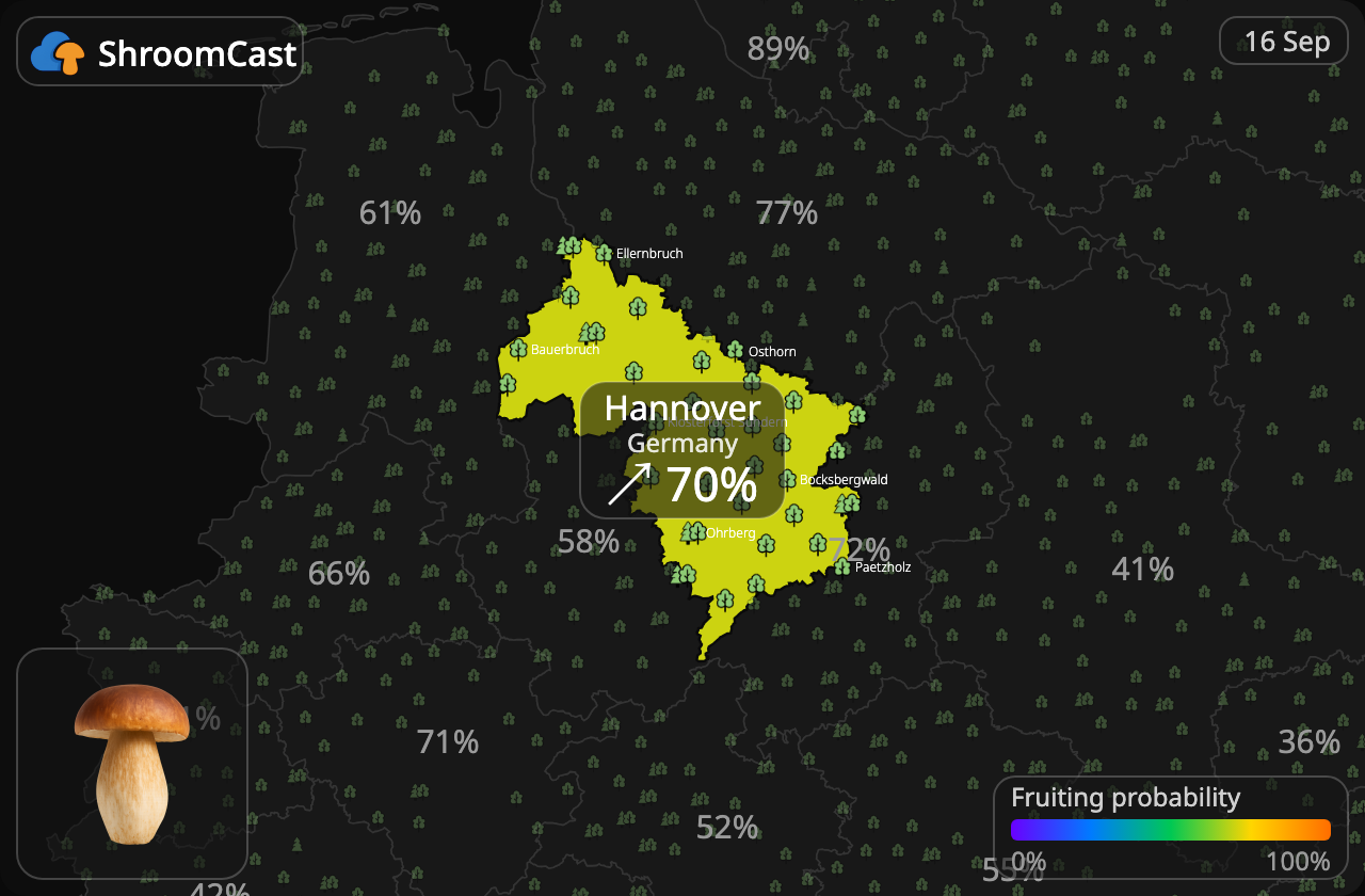 Prawdziwek Hannover