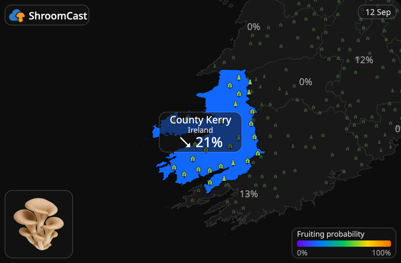 Глива звичайна County Kerry