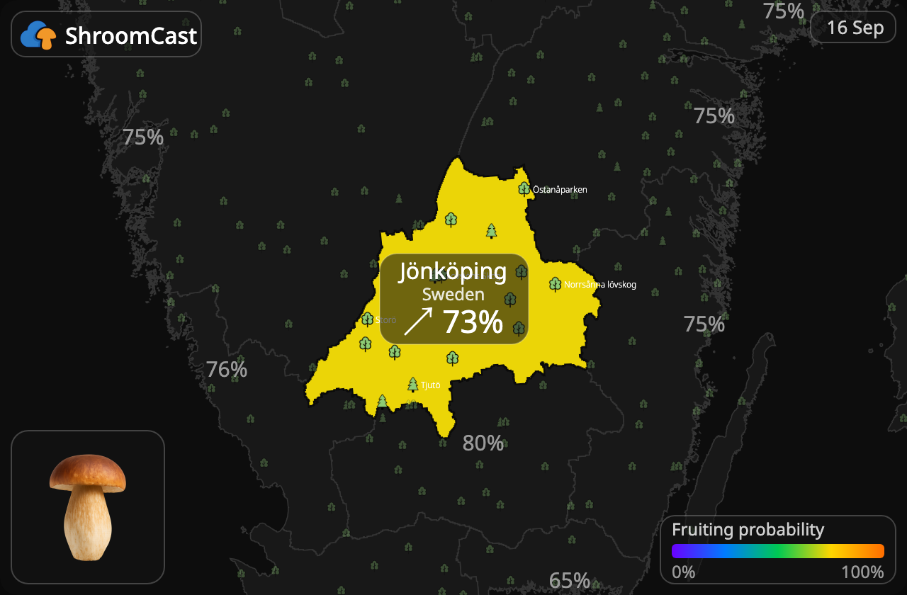Prawdziwek Jönköping
