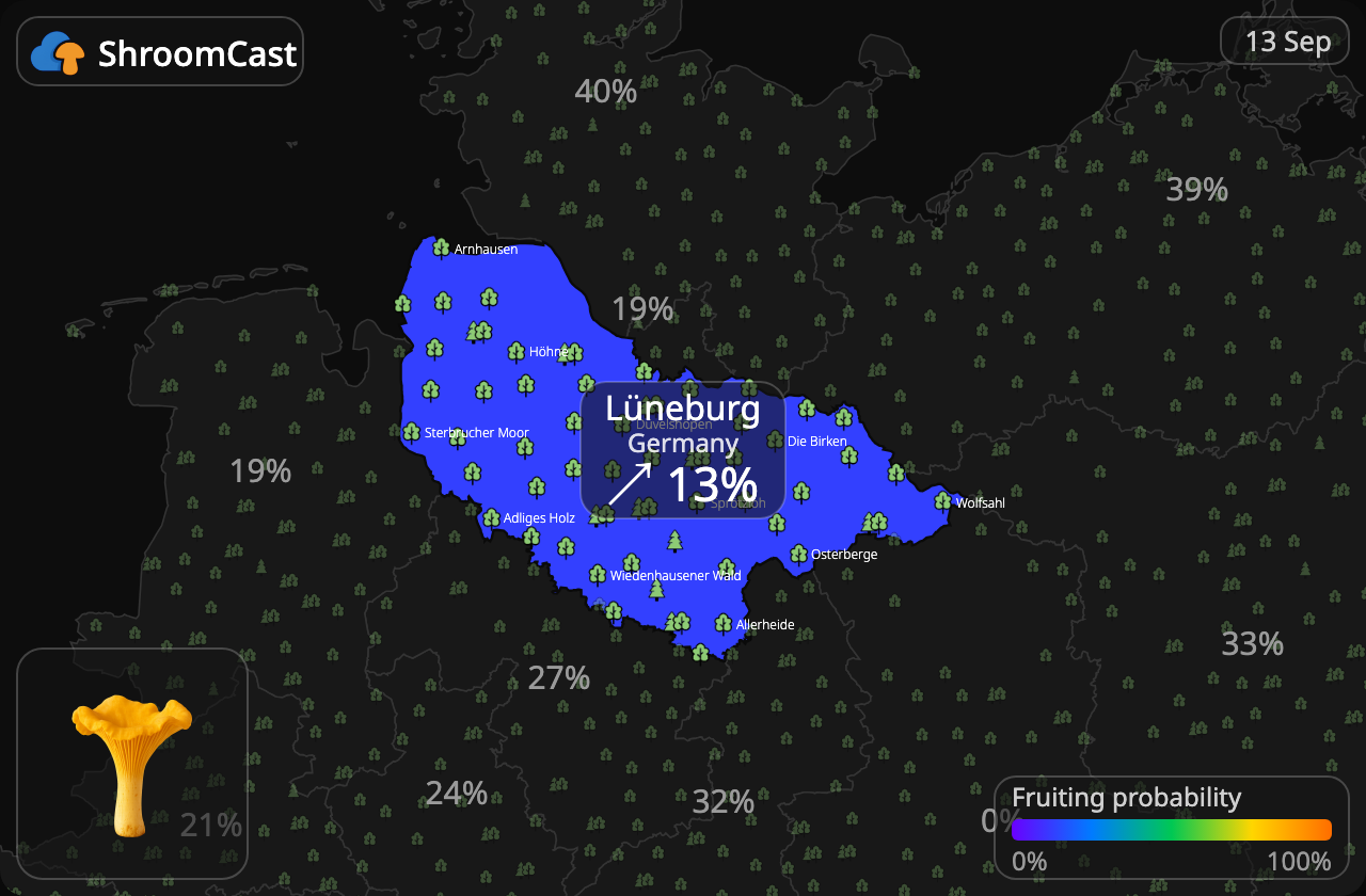 Kantarel Lüneburg