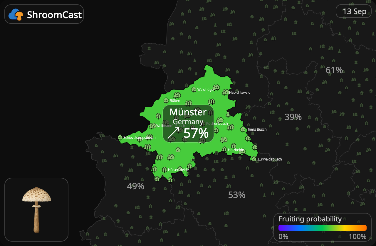 Mazza di tamburo Münster