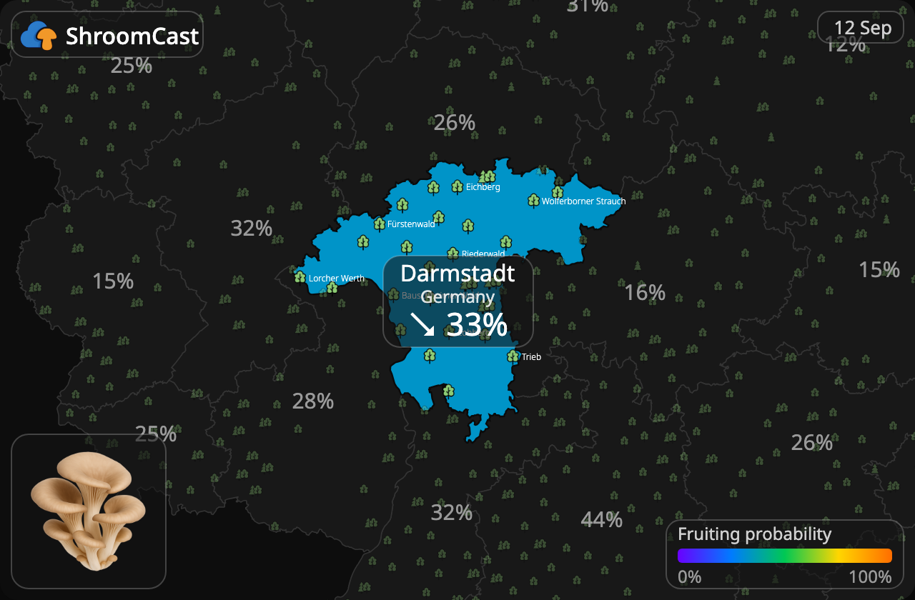 Oesterzwam Darmstadt