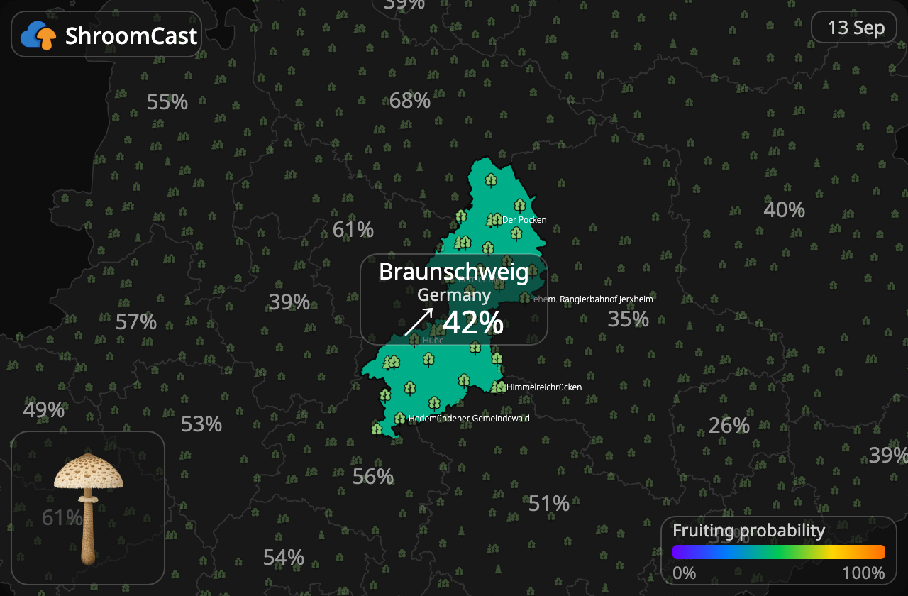 Mazza di tamburo Braunschweig