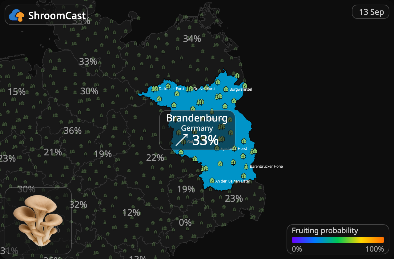Pleurote Brandenburg