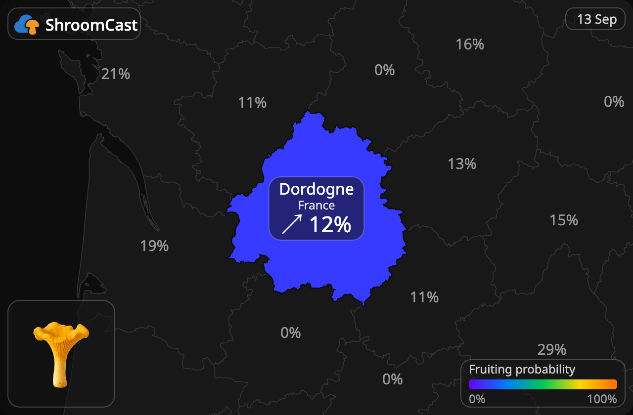 Pfifferling Dordogne