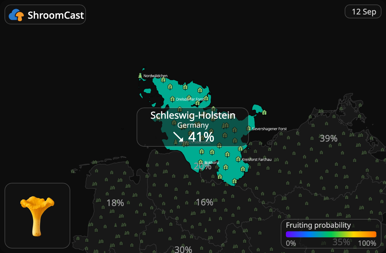 Finferlo Schleswig-Holstein