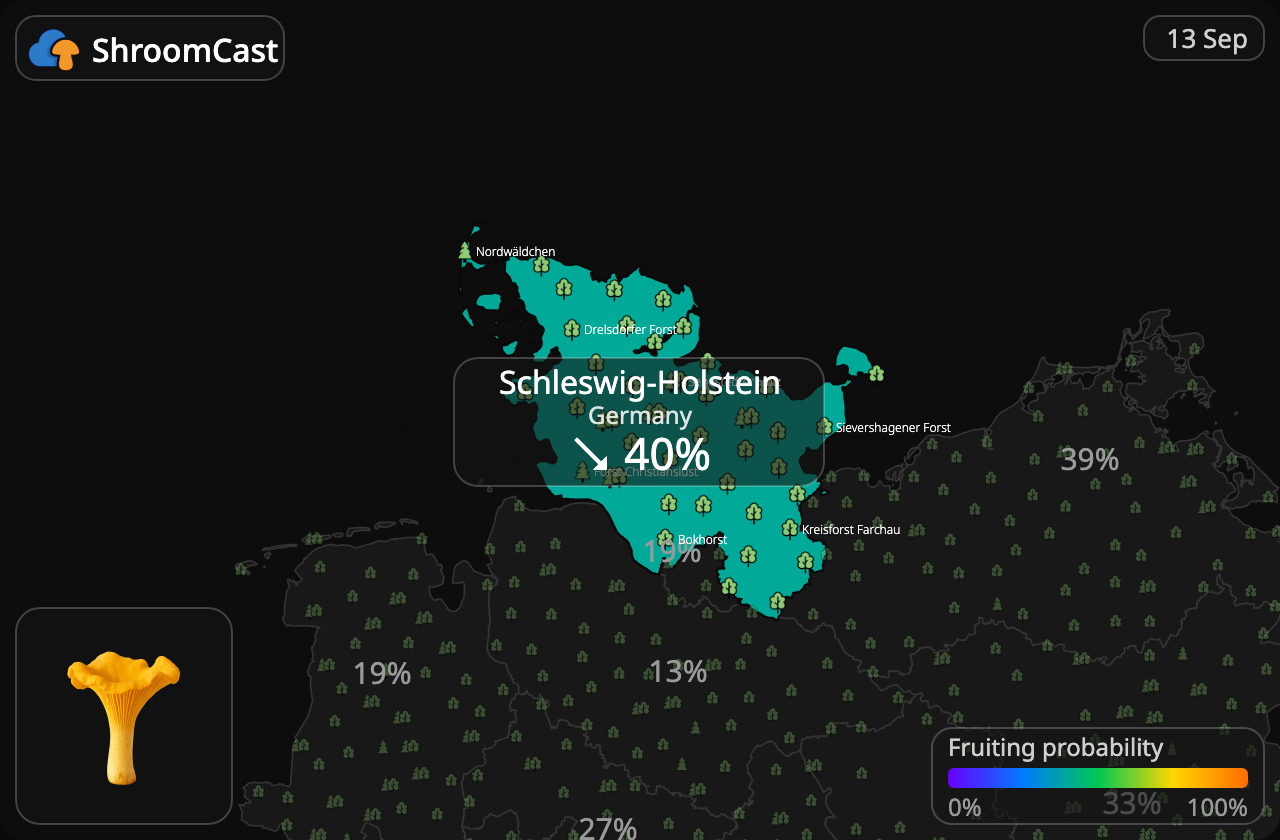 Cantharel Schleswig-Holstein