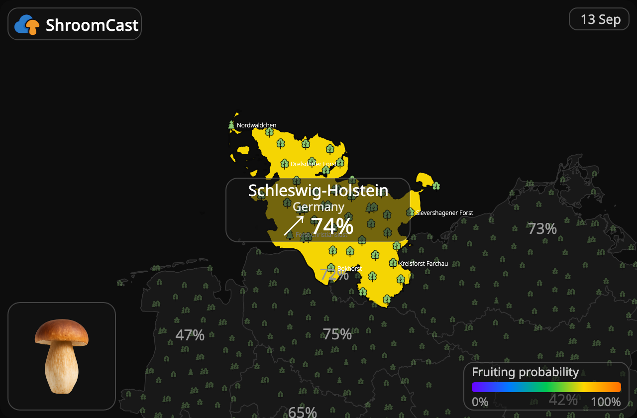 Steinpilz Schleswig-Holstein