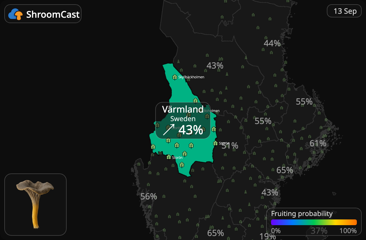 Tragtkantarel Värmland