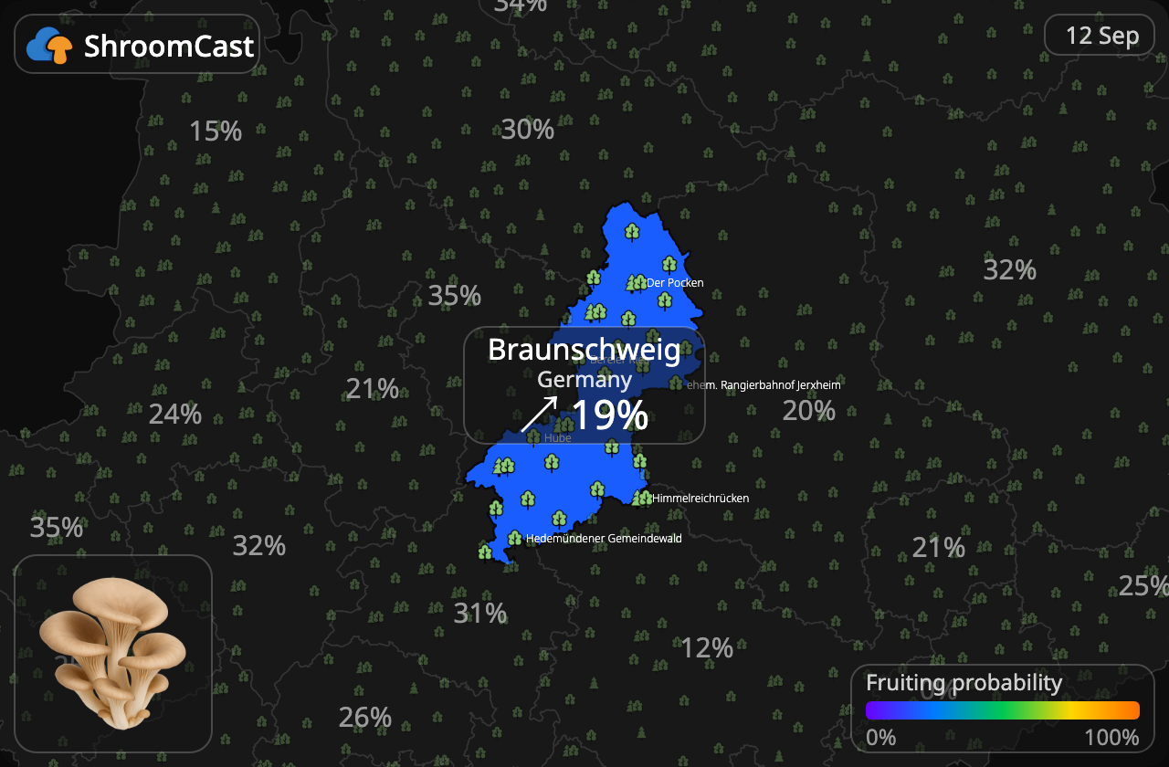 Orecchione Braunschweig
