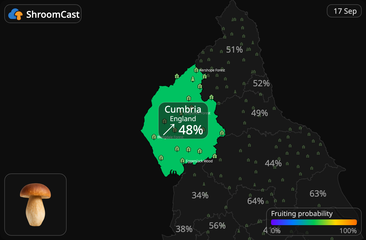Prawdziwek Cumbria