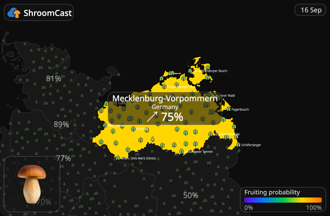 Prawdziwek Mecklenburg-Vorpommern
