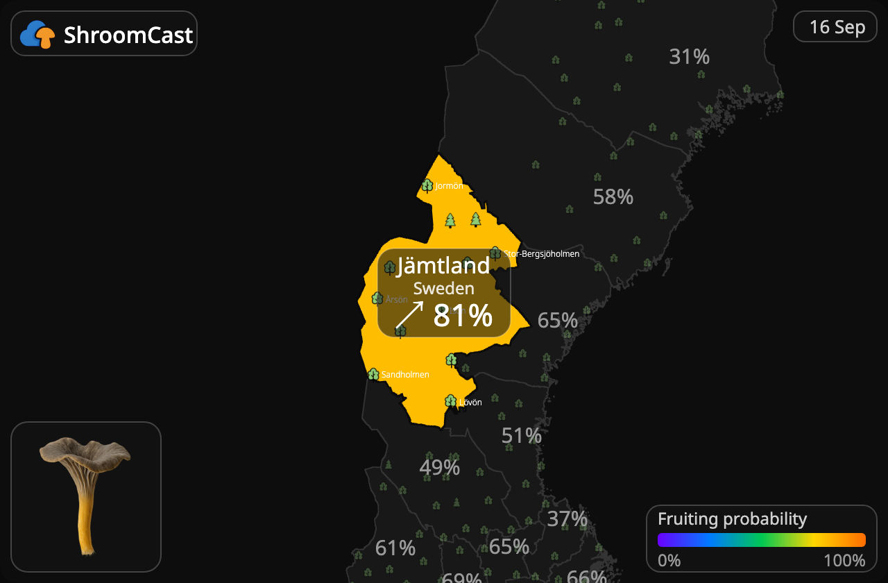 Pieprznik trąbkowy Jämtland