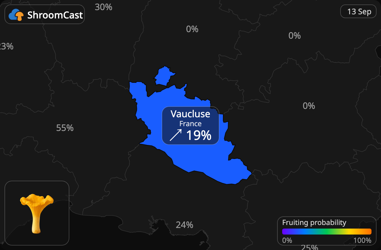 Cantharel Vaucluse
