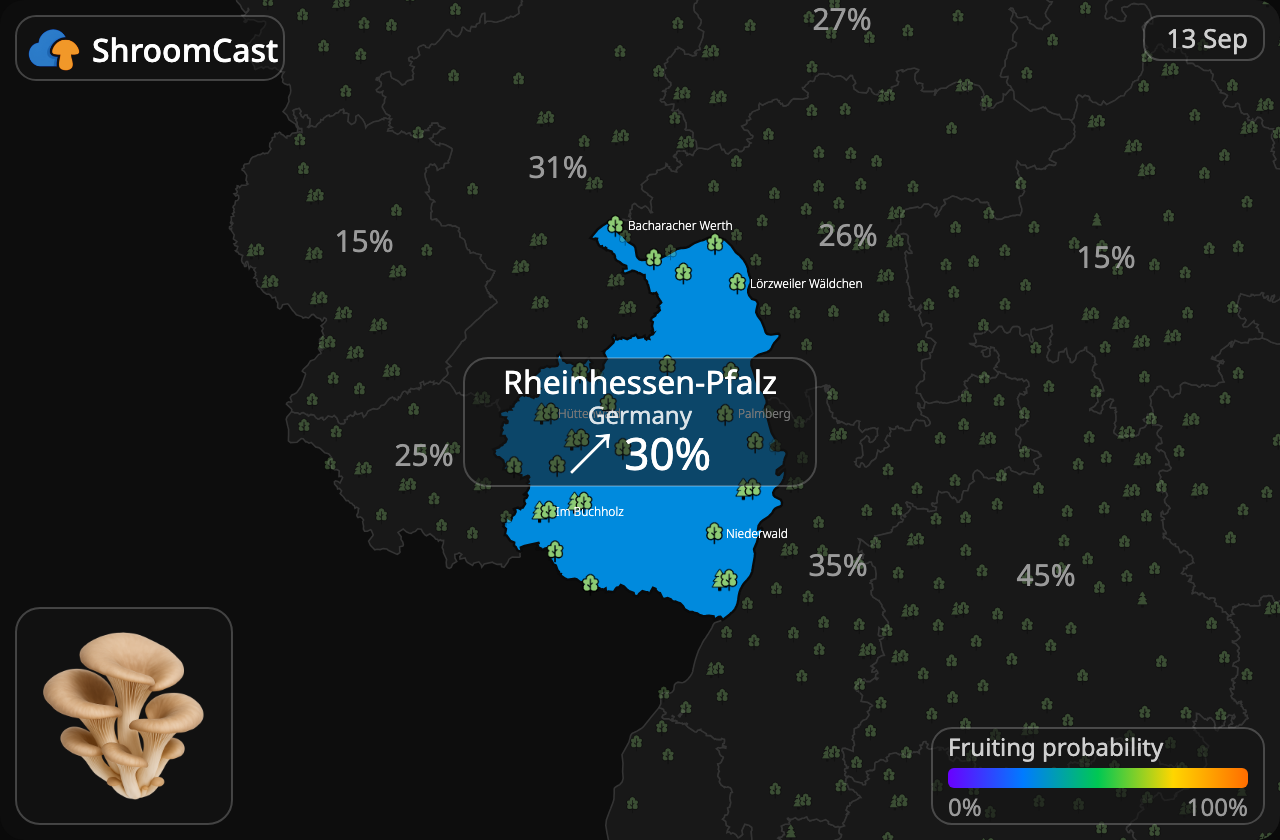 Østershat Rheinhessen-Pfalz