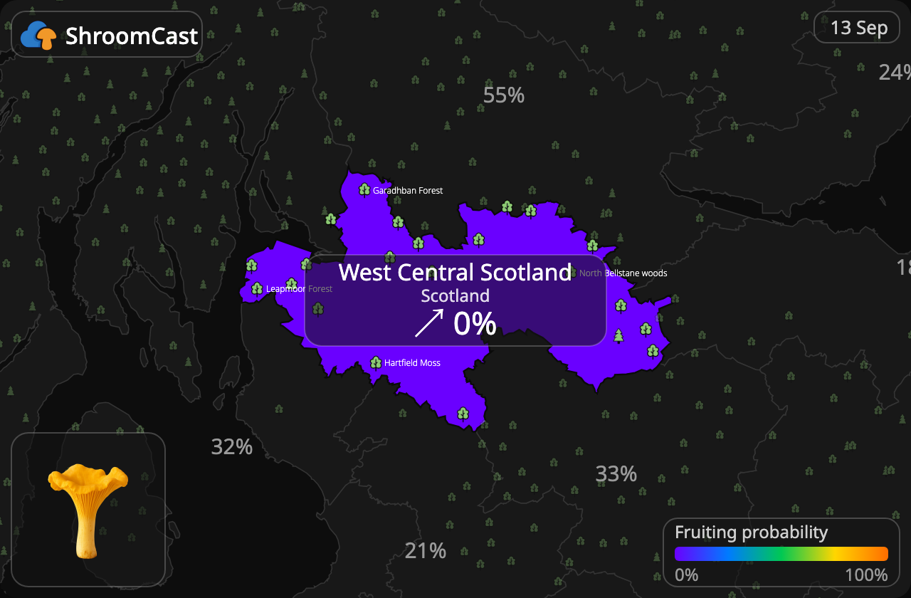 Kantarel West Central Scotland