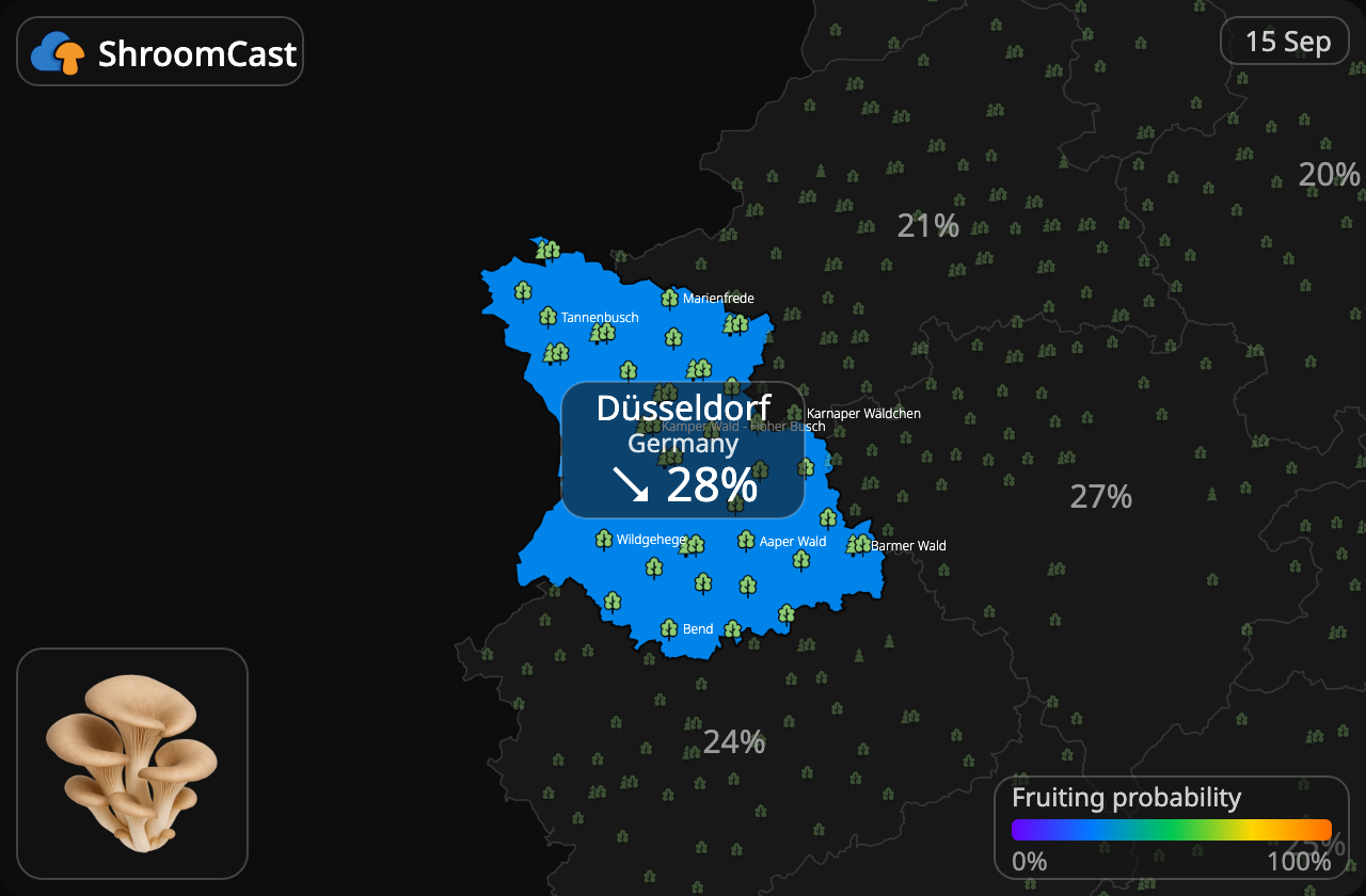 Boczniak Düsseldorf