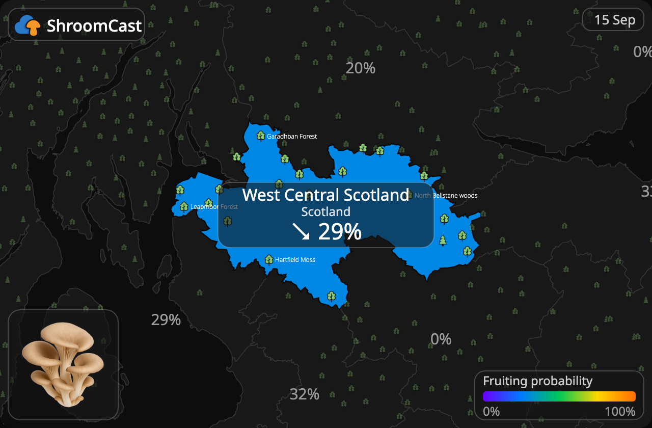 Boczniak West Central Scotland