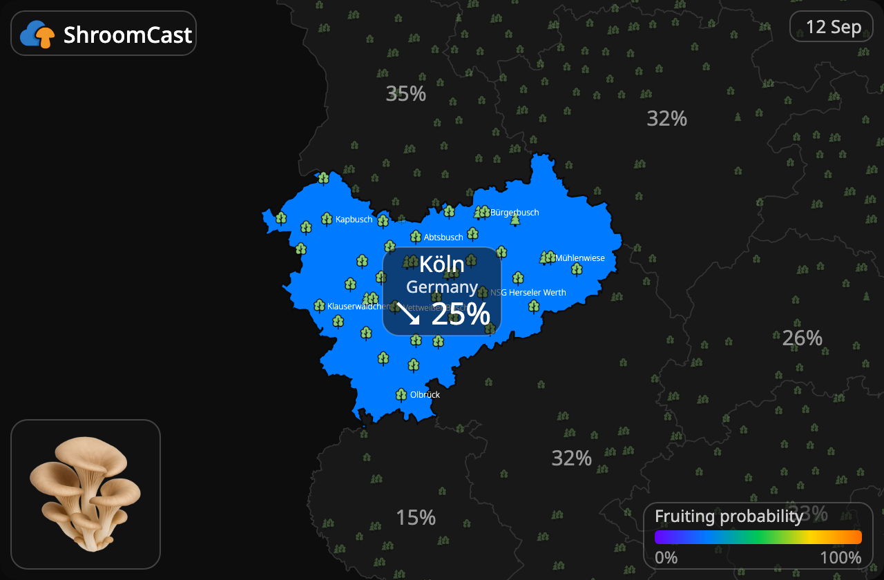 Oesterzwam Köln