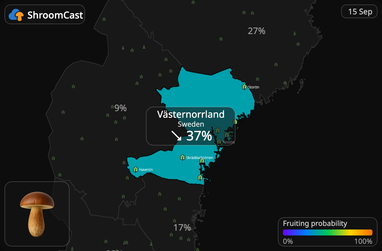 Podgrzybek Västernorrland