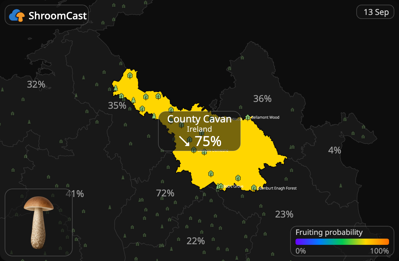 Berkenboleet County Cavan