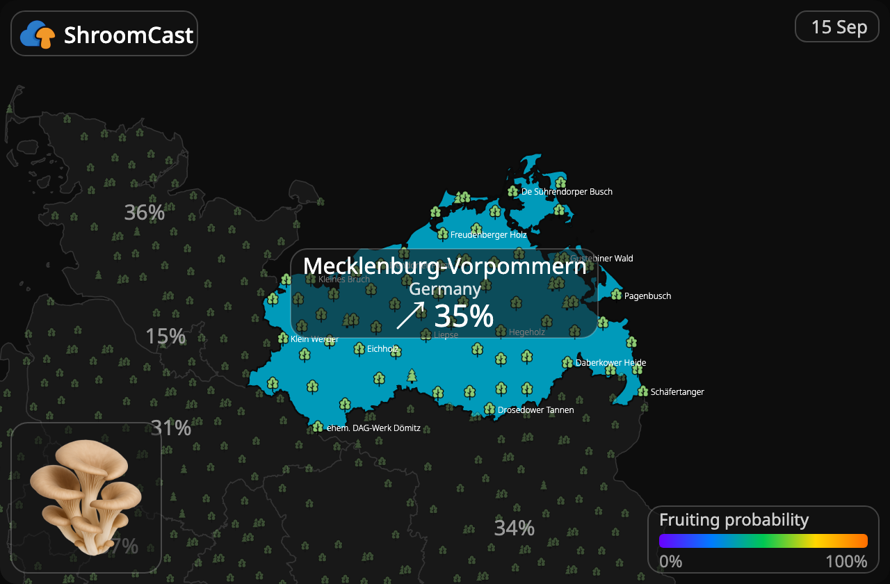 Boczniak Mecklenburg-Vorpommern