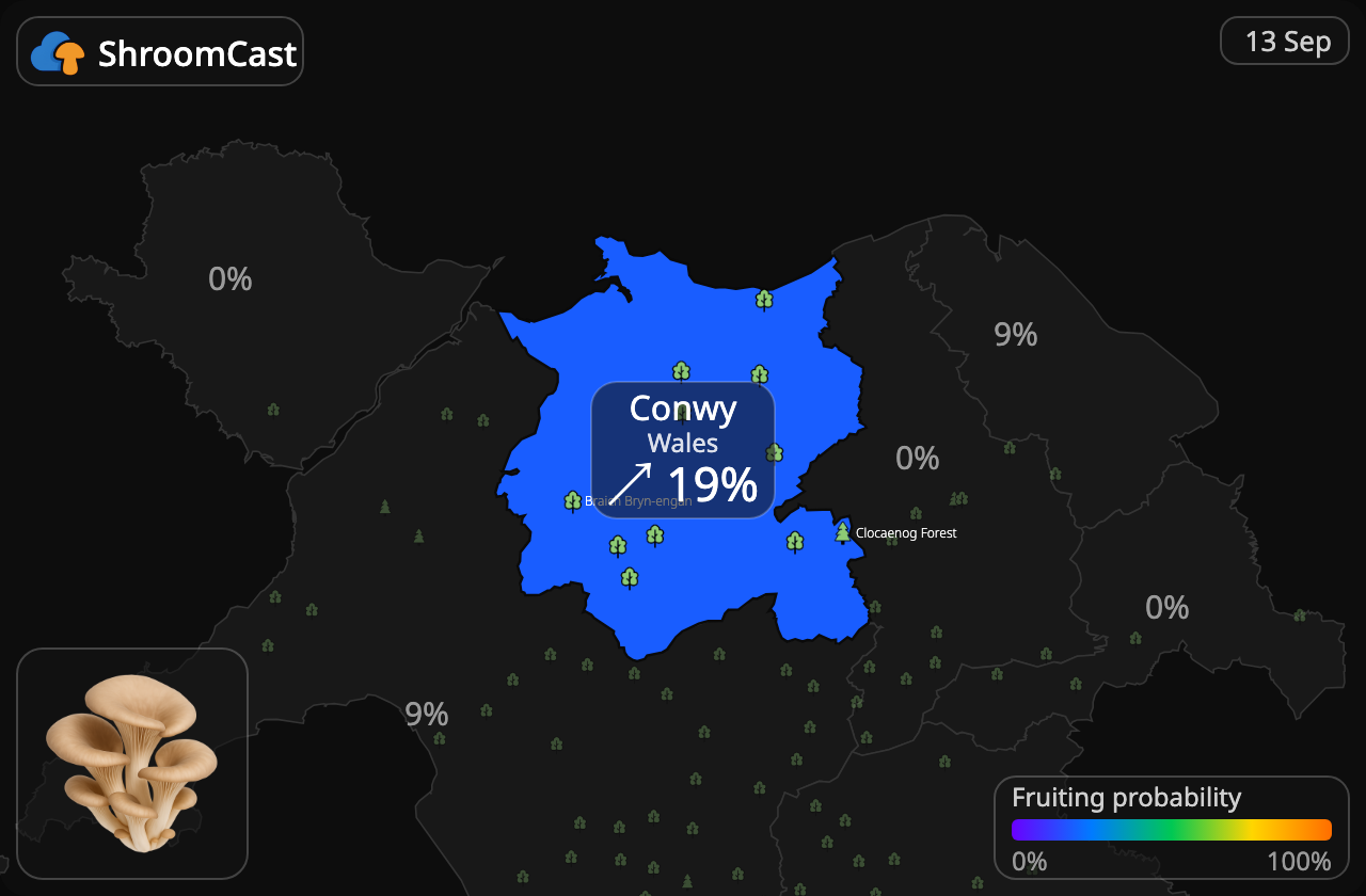 Oesterzwam Conwy
