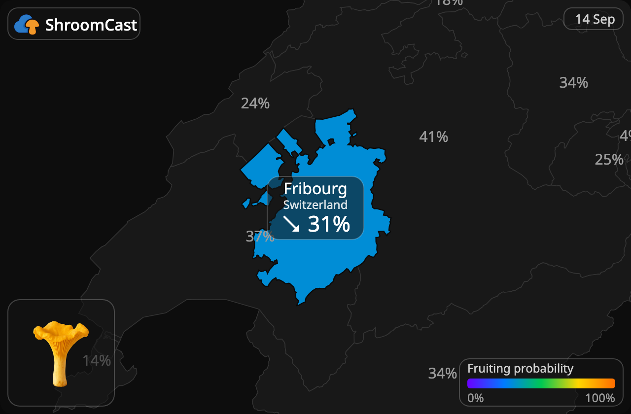 Chanterelle Fribourg