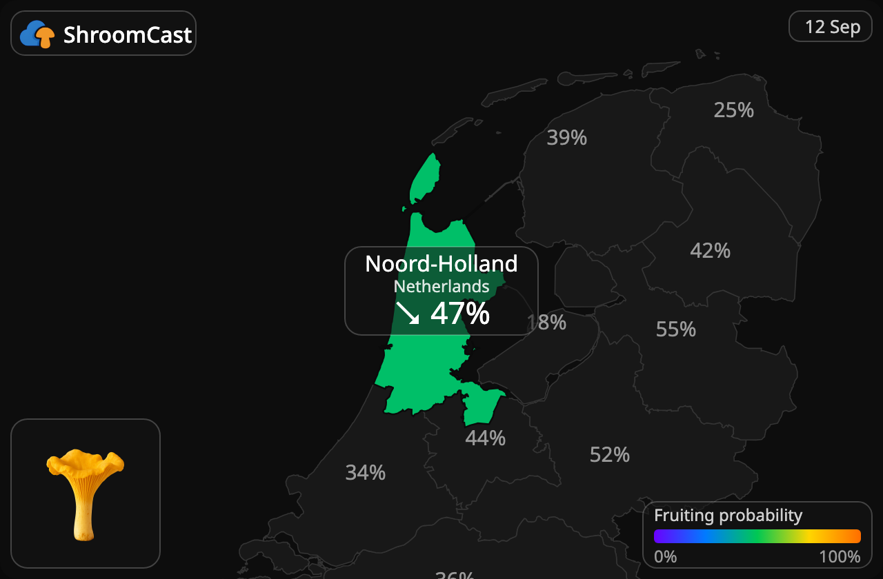 Cantharel Noord-Holland