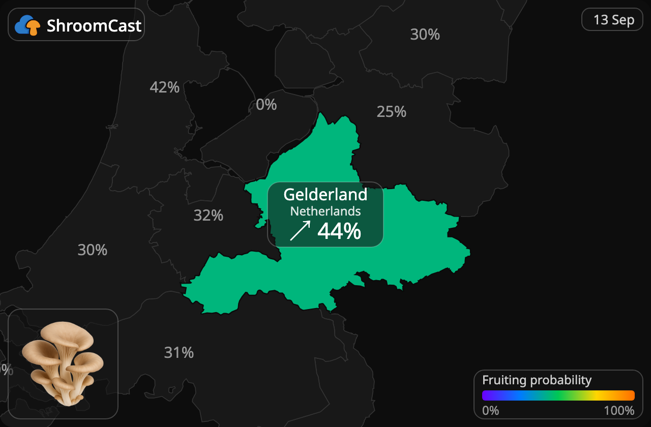 Østershat Gelderland