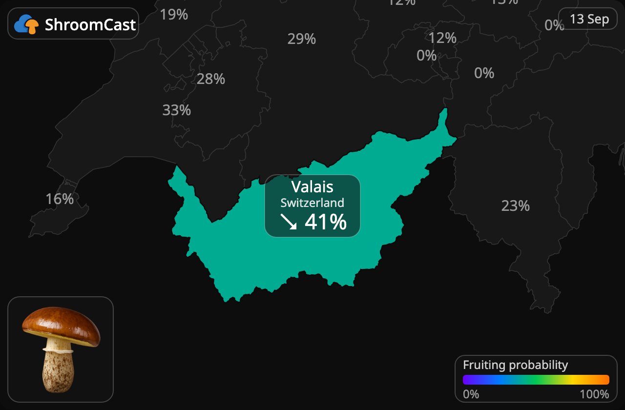 Маслюк звичайний Valais