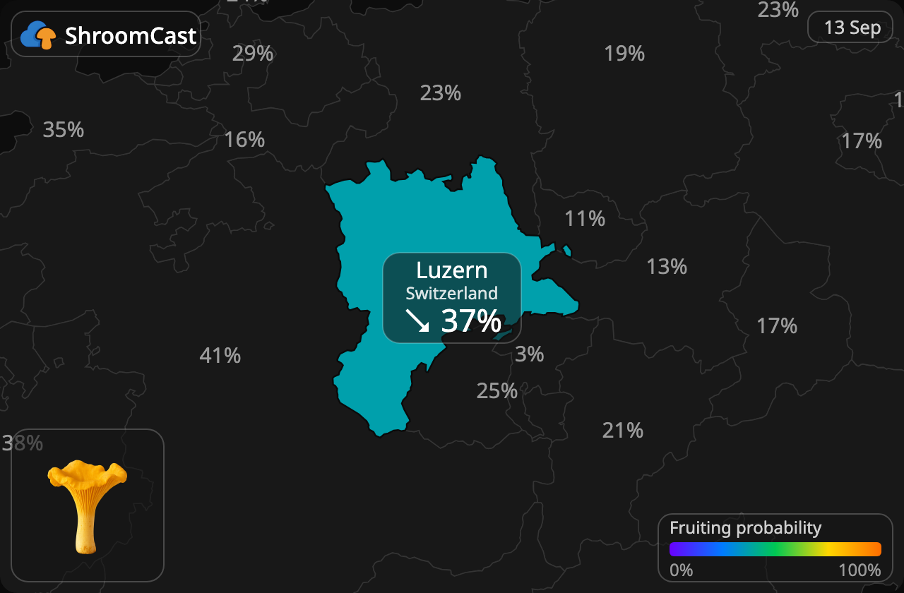 Kantarell Luzern