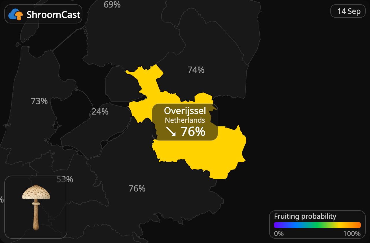 Stolt fjällskivling Overijssel