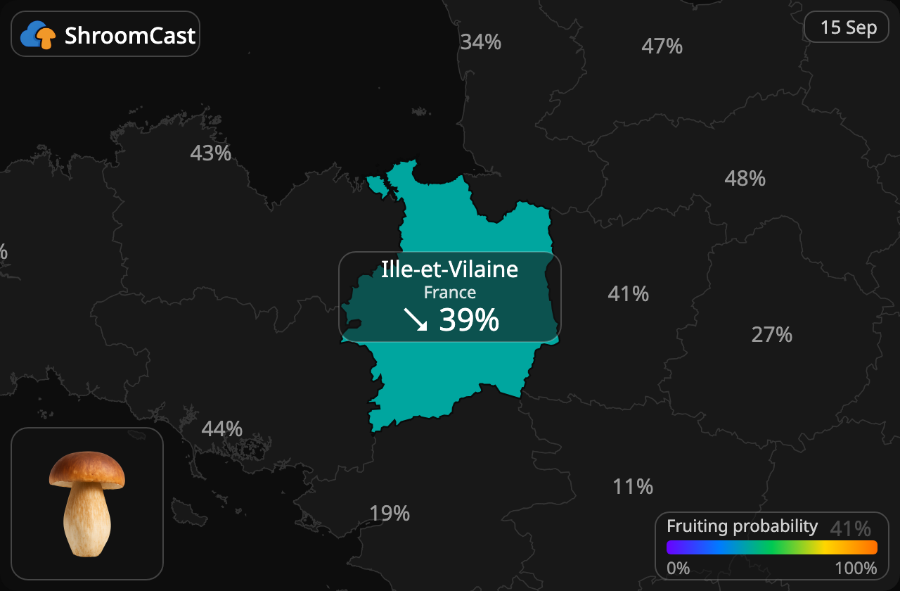 Prawdziwek Ille-et-Vilaine