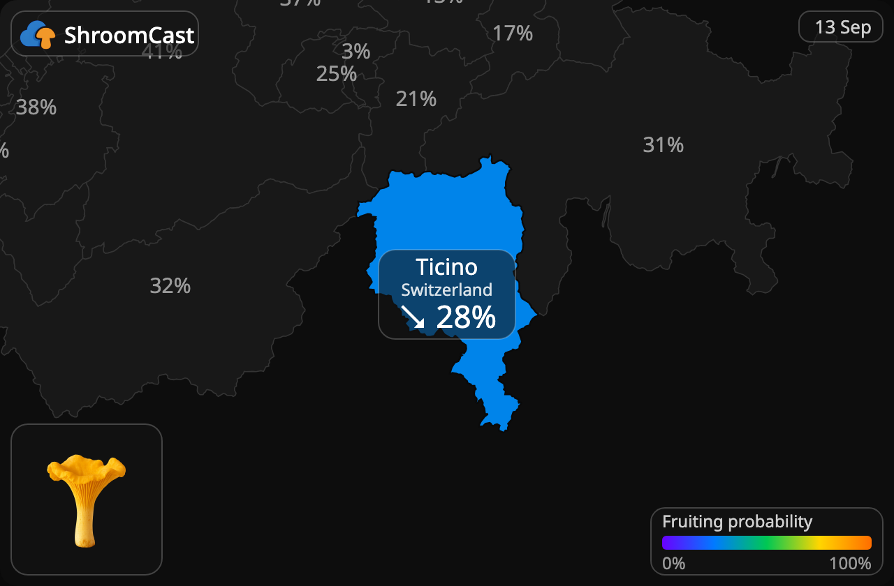 Cantharel Ticino