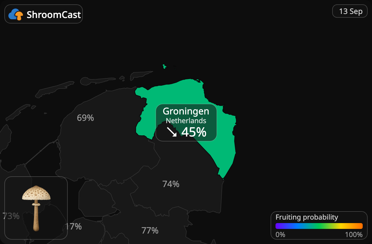 Parasolzwam Groningen