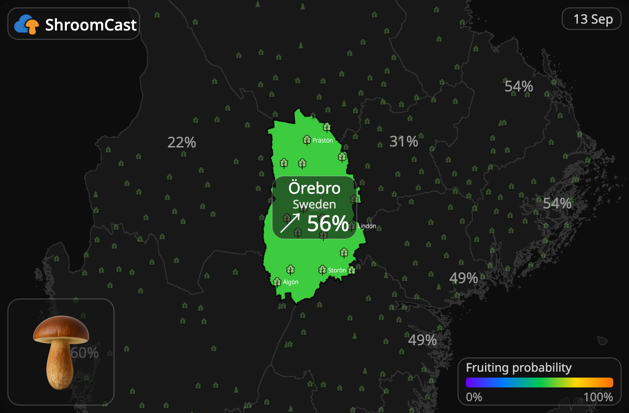 Kastanjeboleet Örebro