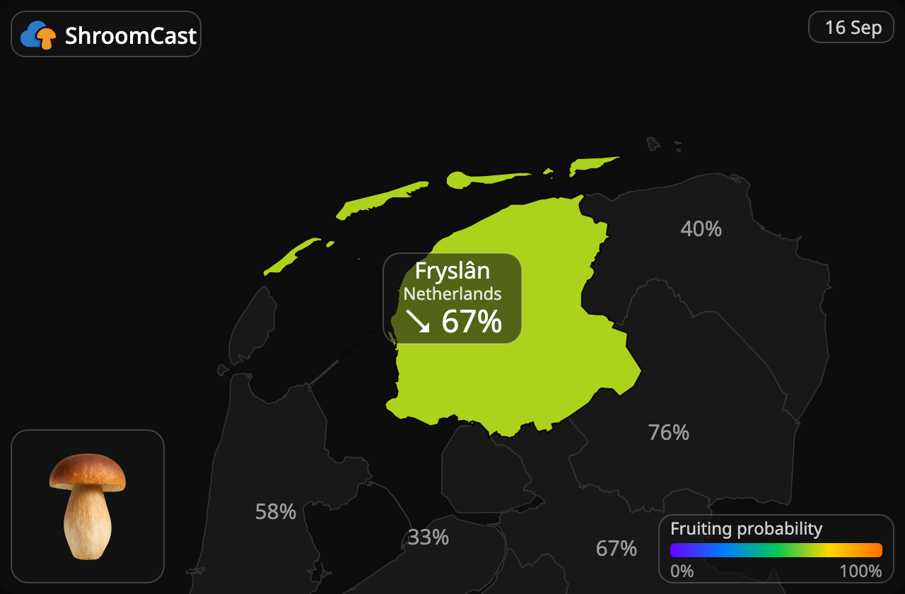 Prawdziwek Fryslân