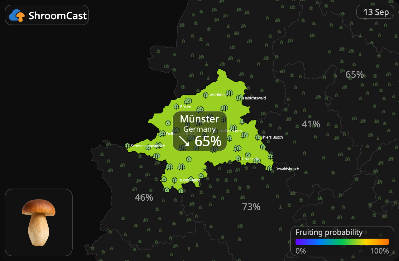Porcino Münster