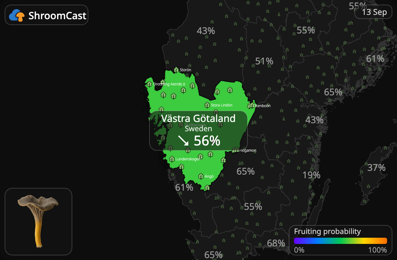 Trompetenpfifferling Västra Götaland