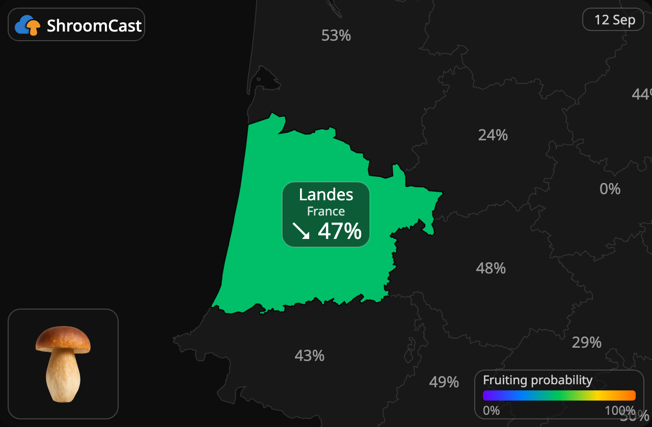 Porcino Landes