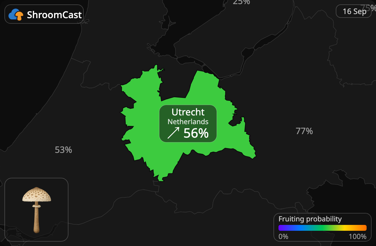 Kania Utrecht