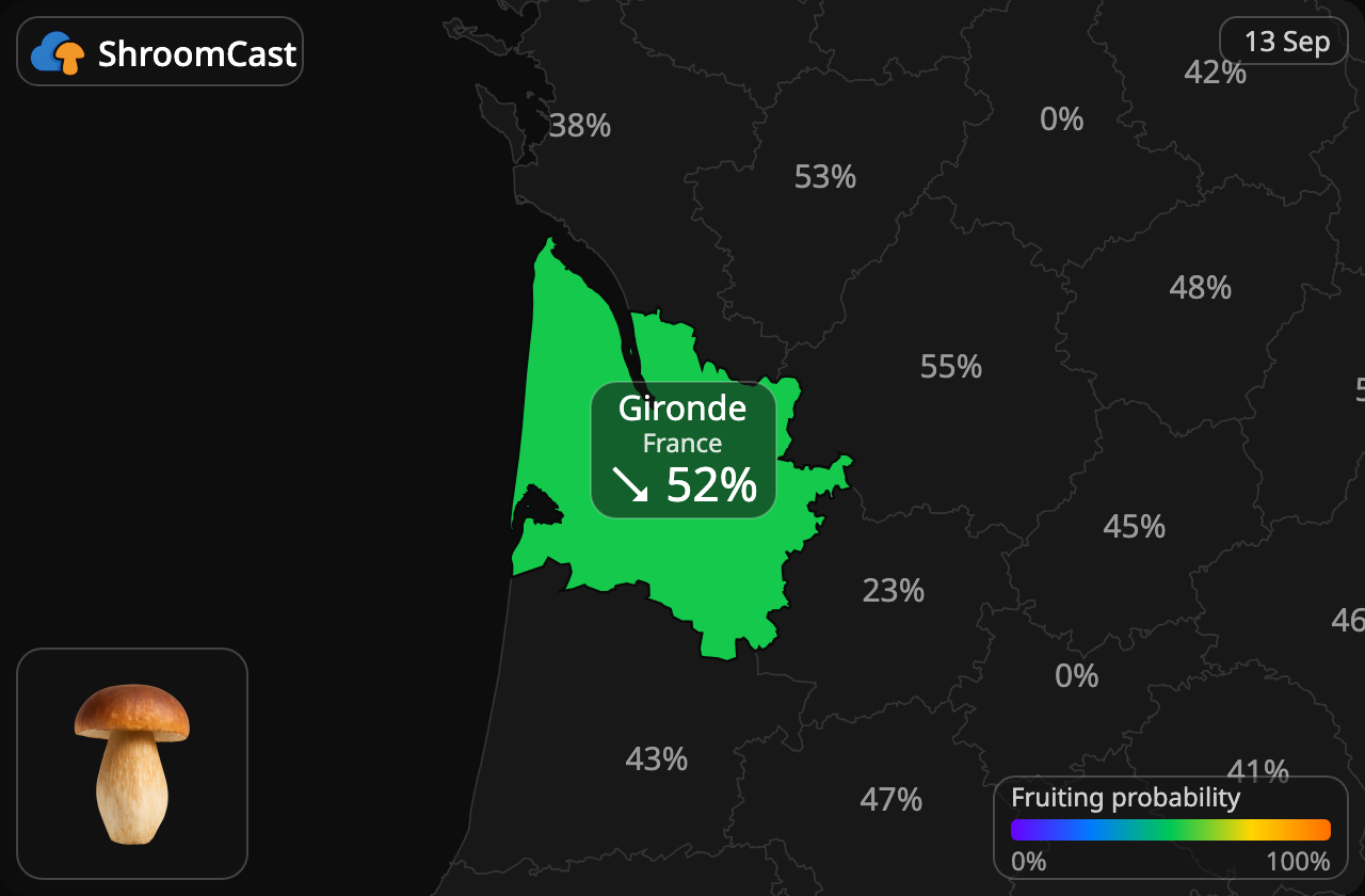 Steinsopp Gironde